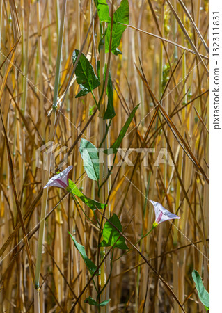 Field bindweed or Convolvulus arvensis European bindweed Creeping Jenny Possession vine herbaceous perennial plant with open and closed white flowers surrounded with dense green leaves Field bindweed or Convolvulus arvensis European bindweed Creeping Jenny Possession vine herbaceous perennial plant with open and closed white flowers surrounded with dense green leaves 132311831