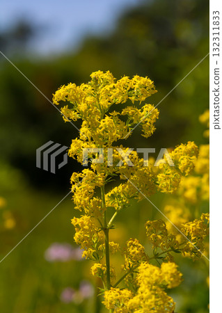 Closeup yellow flowers of lady's bedstraw, yellow bedstraw Galium verum in a Dutch garden. Family Rubiaceae. Summer, August, Netherlands Closeup yellow flowers of lady's bedstraw, yellow bedstraw Galium verum in a Dutch garden. Family Rubiaceae. Summer, August, Netherlands 132311833