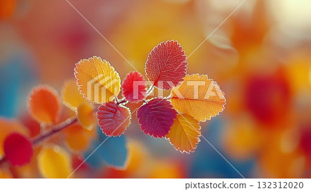 Autumnal Branch with Colorful Leaves Against a Soft, Blurry Back 132312020