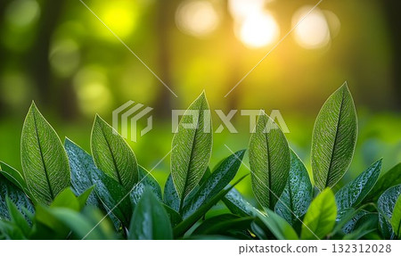 Dew-Kissed Zamioculcas Leaves Bathed in Golden Sunlight, a Verda Dew-Kissed Zamioculcas Leaves Bathed in Golden Sunlight, a Verda 132312028