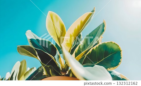 Variegated Rubber Plant Leaves Against a Bright Blue Sky Backgro Variegated Rubber Plant Leaves Against a Bright Blue Sky Backgro 132312162