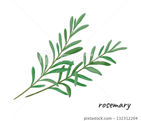 Rosemary branch. Herbal leave icon with text. Green leaf. Organic medical and cooking herb. Natural plant. Aroma wildflower. Food condiment ingredient. Culinary botanical vector illustration Rosemary branch. Herbal leave icon with text. Green leaf. Organic medical and cooking herb. Natural plant. Aroma wildflower. Food condiment ingredient. Culinary botanical vector illustration 132312204