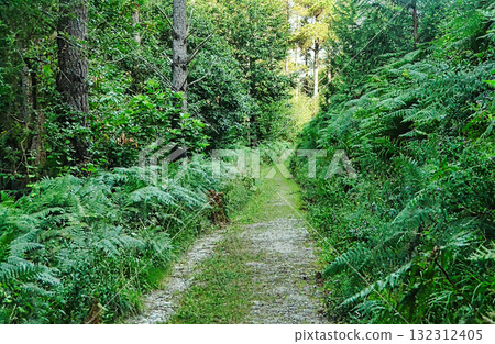 Forest Path with Ferns Forest Path with Ferns 132312405