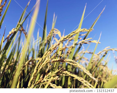 曬太陽的水稻植株特寫 132312437