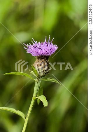 Pink Elder Flower with Bracts Pink Elder Flower with Bracts 132312446
