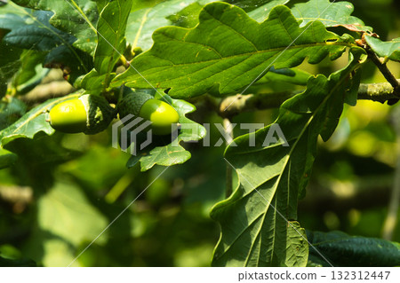 Cluster of Acorns on Oak Branch 132312447