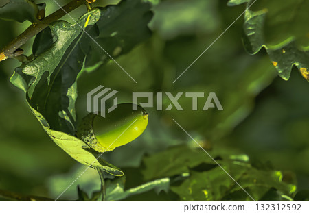 Young Green Acorn on Tree Young Green Acorn on Tree 132312592