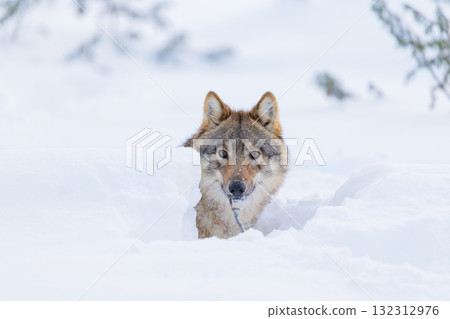 Wolf peering through snowy landscape Wolf peering through snowy landscape 132312976