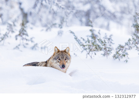 Wolf lying in a snowy forest Wolf lying in a snowy forest 132312977