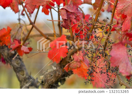 View of the vineyard after a flock of starlings attacked. Bunches of grapes after the starlings raid. Concept of damage to grapevines due to starlings. View of the vineyard after a flock of starlings attacked. Bunches of grapes after the starlings raid. Concept of damage to grapevines due to starlings. 132313265