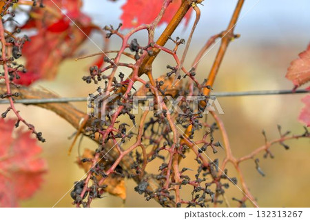 View of the vineyard after a flock of starlings attacked. Bunches of grapes after the starlings attacked. Concept of damage to vineyards caused by starlings. 132313267