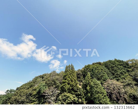 森林樹木和平靜的藍天 森林樹木和平靜的藍天 132313662