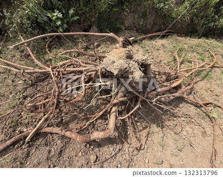 挖出樹樁和樹根 132313796