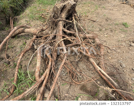 挖出樹樁和樹根 132313797