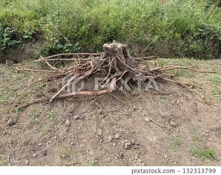 Dug up stumps and roots 132313799