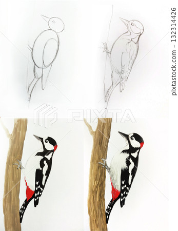 Woodpecker drawing tutorial steps. Bird sketch artwork educational guidance. Art class illustration instruction study. White background step-by-step guide 132314426