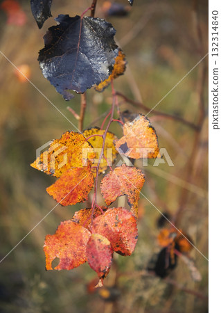 Autumn leaves of yellow, black and red colors, close-up Autumn leaves of yellow, black and red colors, close-up 132314840