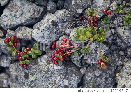 Red lingonberries on grey stones Red lingonberries on grey stones 132314847