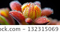 Blooming flower displays intricate details and vibrant colors, glistening with morning dew droplets. The scene captures the beauty of nature in stunning clarity and resolution 132315069