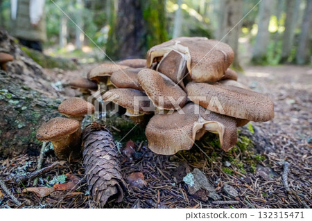 Cluster of brown mushrooms growing together near the base of a tree in the forest. Natural woodland scene with soil, moss, and fallen leaves, showing wild fungi in their natural habitat 132315471