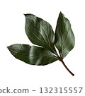 Peony flower leaf, garden plant part with visible veins and natural texture, for floral arrangement, card, wedding design, collage, isolated object cut out with clipping path, soft selective focus 132315557