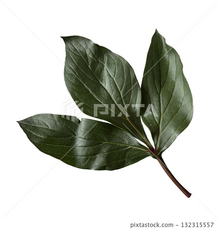 Peony flower leaf, garden plant part with visible veins and natural texture, for floral arrangement, card, wedding design, collage, isolated object cut out with clipping path, soft selective focus 132315557
