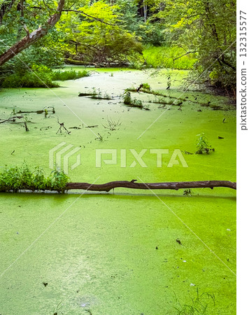 Expansive green swamp landscape with wildlife and calm waters reflecting nature's tranquility 132315577