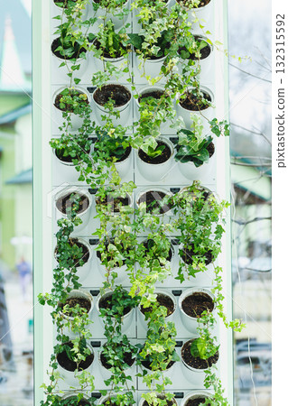 Vertical garden showcases lush greenery, inviting nature indoors with innovative design and sustainable approach in a sunny urban environment Vertical garden showcases lush greenery, inviting nature indoors with innovative design and sustainable approach in a sunny urban environment 132315592