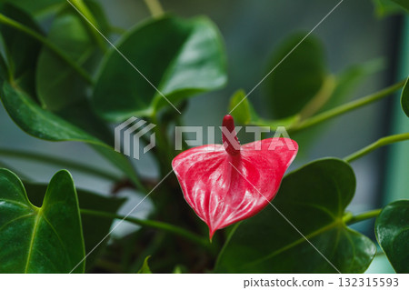 Vibrant red flower blooms amidst lush green foliage in a bright indoor space filled with natural light Vibrant red flower blooms amidst lush green foliage in a bright indoor space filled with natural light 132315593