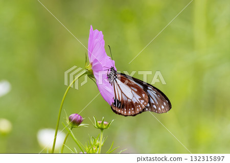 一隻栗色蝴蝶正在從波斯菊中吸食花蜜 一隻栗色蝴蝶正在從波斯菊中吸食花蜜 132315897