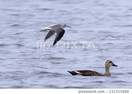 飛行中的青腳鷸 飛行中的青腳鷸 132315898