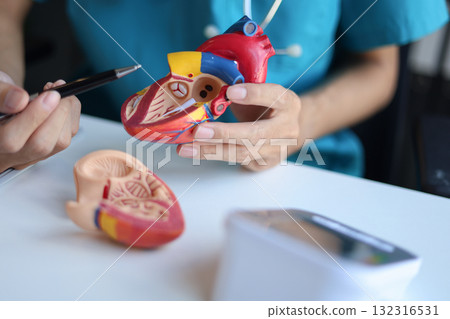 Doctor using heart model to explain blood flows direction. 132316531