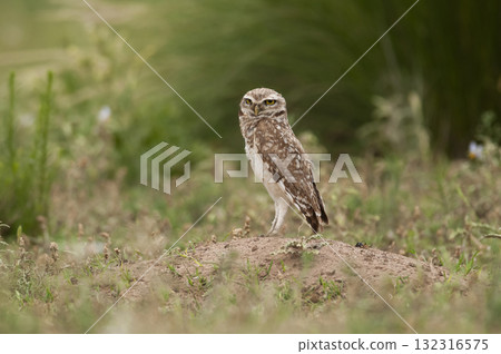Ferruginous Pygmy owl, Glaucidium brasilianum, Calden forest, La Pampa Province, Patagonia, Argentina. Ferruginous Pygmy owl, Glaucidium brasilianum, Calden forest, La Pampa Province, Patagonia, Argentina. 132316575