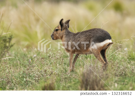 Desert cavi eating, Patagonia, Argentina 132316652