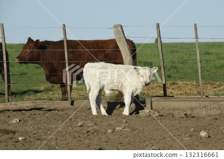 White Shorthorn calf , in Argentine countryside, White Shorthorn calf , in Argentine countryside, 132316661