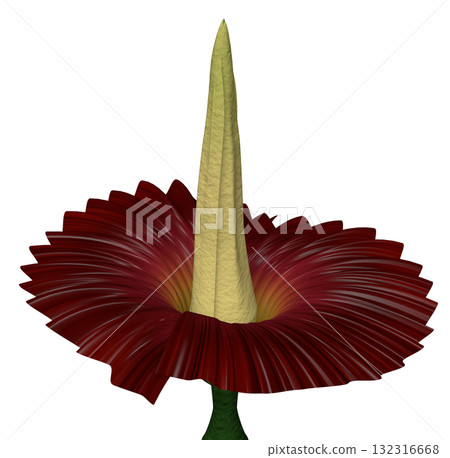 Sumatran giant arum Sumatran giant arum 132316668