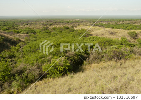 Calden forest landscape, Prosopis Caldenia plants, Calden forest landscape, Prosopis Caldenia plants, 132316697