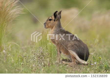 Desert cavi eating, Patagonia, Argentina 132316699