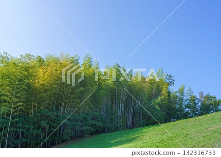 藍天下的竹林 藍天下的竹林 132316731