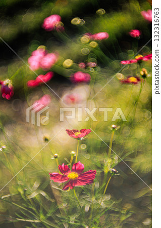 Fantasy Autumn Cherry Blossoms - With Gentle Light Fantasy Autumn Cherry Blossoms - With Gentle Light 132316763