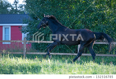 running beautiful young black horse in paddock at summer running beautiful young black horse in paddock at summer 132316785