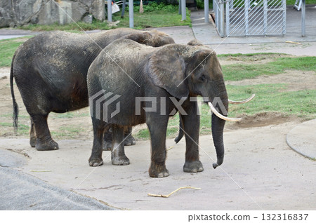 African elephant African elephant 132316837