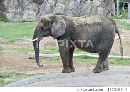 African elephant African elephant 132316844