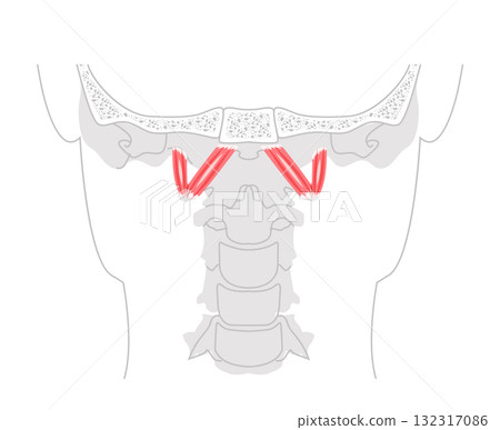 Rectus capitis anterior lateralis - Human deep cervical muscle shown in anatomy diagram, flexes and stabilizes Rectus capitis anterior lateralis - Human deep cervical muscle shown in anatomy diagram, flexes and stabilizes 132317086