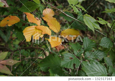 The leaves of witch hazel turn a vibrant yellow in the autumn forest. The yellow leaves shine in the sunlight, adding a touch of warmth to the quiet forest. The leaves of witch hazel turn a vibrant yellow in the autumn forest. The yellow leaves shine in the sunlight, adding a touch of warmth to the quiet forest. 132317163