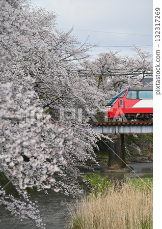 犬山線、櫻花盛開的五瀨川、1200系列全景超級列車 132317269