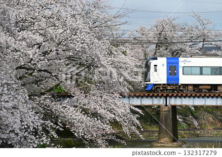 Inuyama Line, Gosegawa River with cherry blossoms in full bloom, 2000 series μSky 132317279