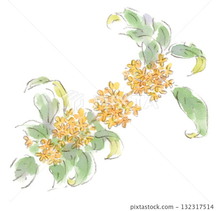 Autumn plants. Watercolor illustration of Osmanthus flower Autumn plants. Watercolor illustration of Osmanthus flower 132317514