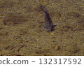 鯰魚 132317592