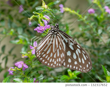 琉球朝日馬達拉花蜜 132317652
